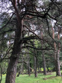 Forêt