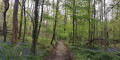 Forêt
