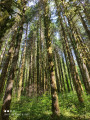 Forêt