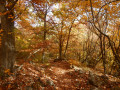 Forêt