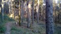 Der Andlau-Wasserfall im Wald von Le Hohwald