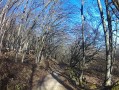 Forêt