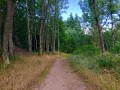 Forêt