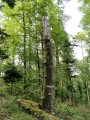 Arbre recouvert de champignons