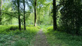 Forêt