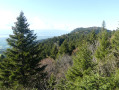 Forêt