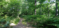 Forêt