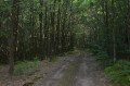 Forêt Forêt