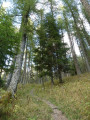Forêt Forêt