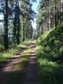Forêt