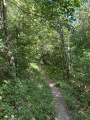 For&ecirc;t