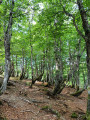 for&ecirc;t