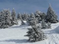 Forêt