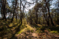 Forêt