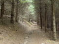 Chemin en forêt