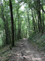 foret