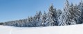 Forêts enneigées