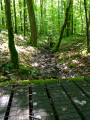 Le Sentier des Salamandres de la Forêt du Temple