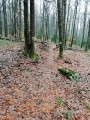 Fossé limite de forêt domaniale Fossé limite de forêt domaniale