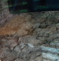Fossile de l'ichtyosaure