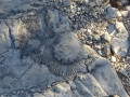 Fossile