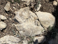 Fossile