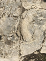 Fossile