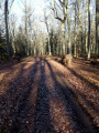Foret aux couleurs hivernales