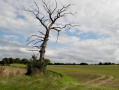 Foudroyé