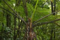 Fougère arborescente