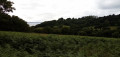 Fougères et prairies de Goas Lagorn
