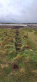 Seaweed kiln