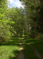 Fraîcheur forestière