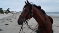 friscopaille