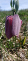 Fritillaire du Dauphiné