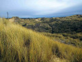 From dunes to beach