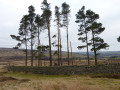 Stanhope Dene and Stanhope Park circular walk