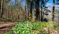 Frühling auf dem Schwanberg