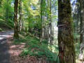 Fuchswald