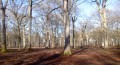 L'Etang Neuf, le Haut Beaussart et le Bois des Longues Mares