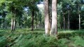 Petite boucle dans le Sud de la Forêt de Saint-Germain-en-Laye