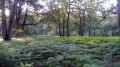 De Rambouillet à Orgerus par la forêt de Rambouillet et des Quatre Piliers