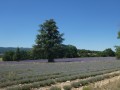 gardien solitaire dans un champ de lavande