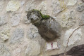 Gargouille