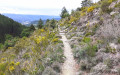 Garrigue