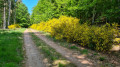 Genêts en chemin