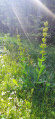 Gentiane jaune en bordure de sentier