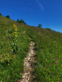Gentianes &agrave; proximit&eacute; du sentier remontant sous l'antenne.