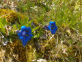 Gentianes de Koch Gentianes de Koch