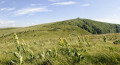 Gentianes et Hohneck